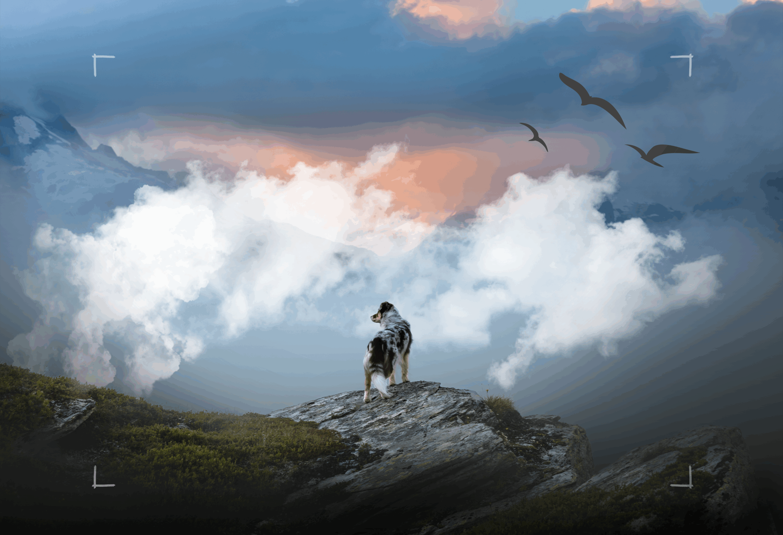 Steckt die Tierfotografie in einer Krise?