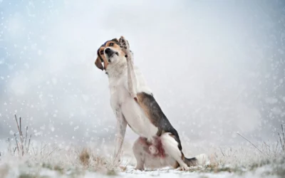 Winterfotoshootings – magisch aber schlecht gebucht