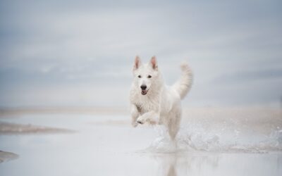 Wie viele Bilder du 2026 pro Shooting mindestens verkaufen solltest!